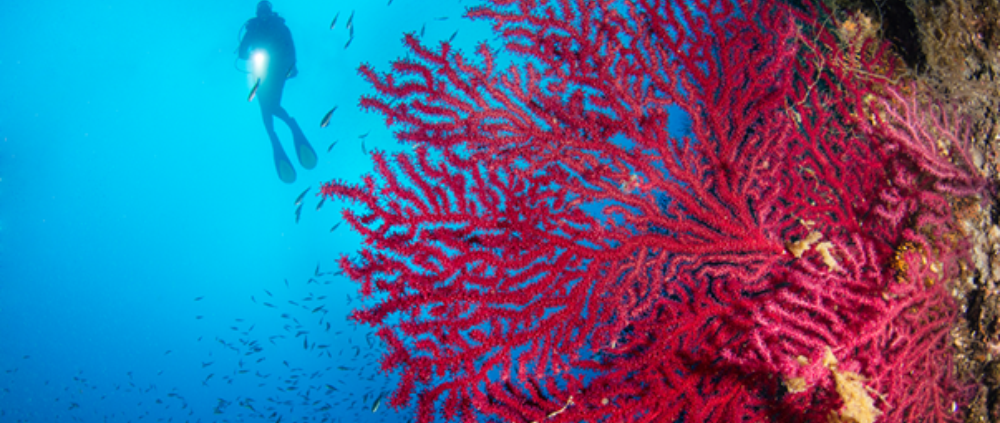 A diver swims past a coral reef.